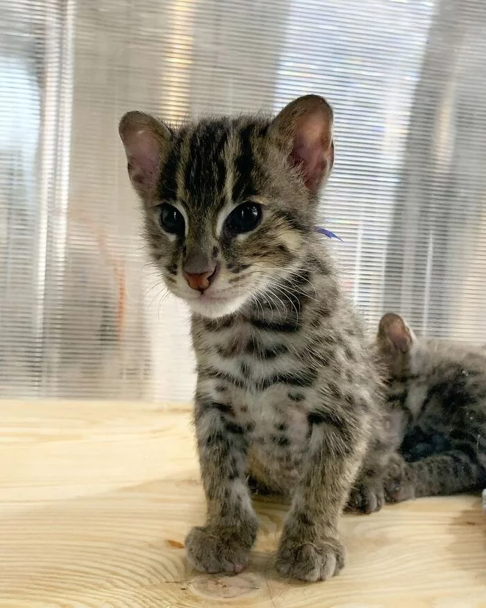 Angler cat kittens - Fishing Cat, Rare view, Small cats, Predatory animals, Mammals, Animals, Wild animals, wildlife, Zoo, The photo, Video, Vertical video, Kittens, Soundless, Longpost