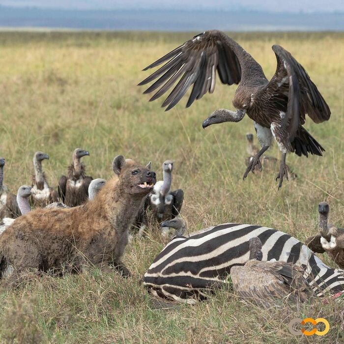My - Spotted Hyena, Hyena, Predatory animals, Mammals, Birds, Predator birds, Animals, Wild animals, wildlife, Reserves and sanctuaries, Masai Mara, Africa, The photo, Mining, zebra, Carcass