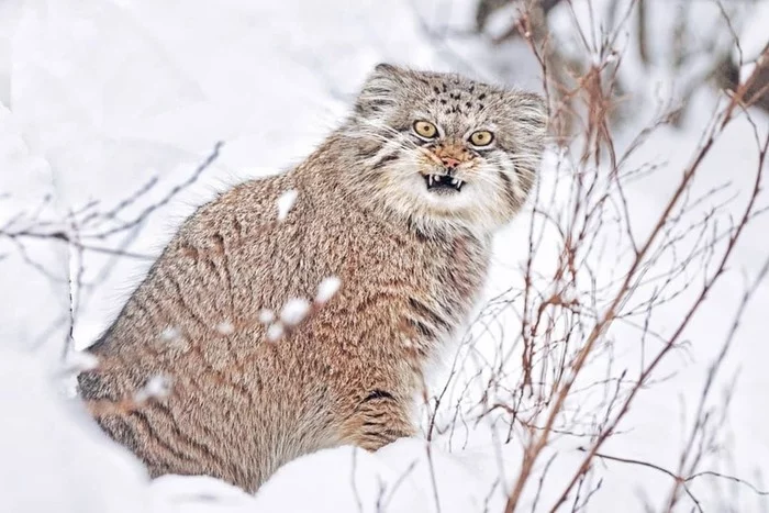 Reply to the post Snow, everywhere this snow - Pallas' cat, Small cats, Pet the cat, Cat family, Fluffy, Wild animals, The photo, Reply to post