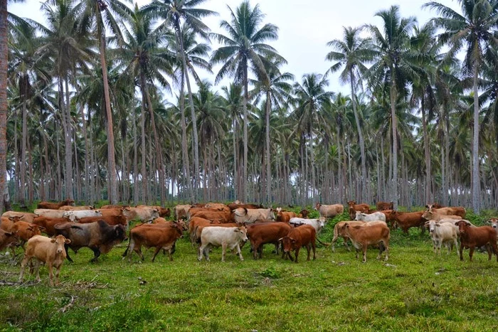 Welkam long Vanuatu Вануату, Океания, Путешествия, Фотография, Длиннопост Welkam long Vanuatu Вануату, Океания, Путешествия, Фотография, Длиннопост
