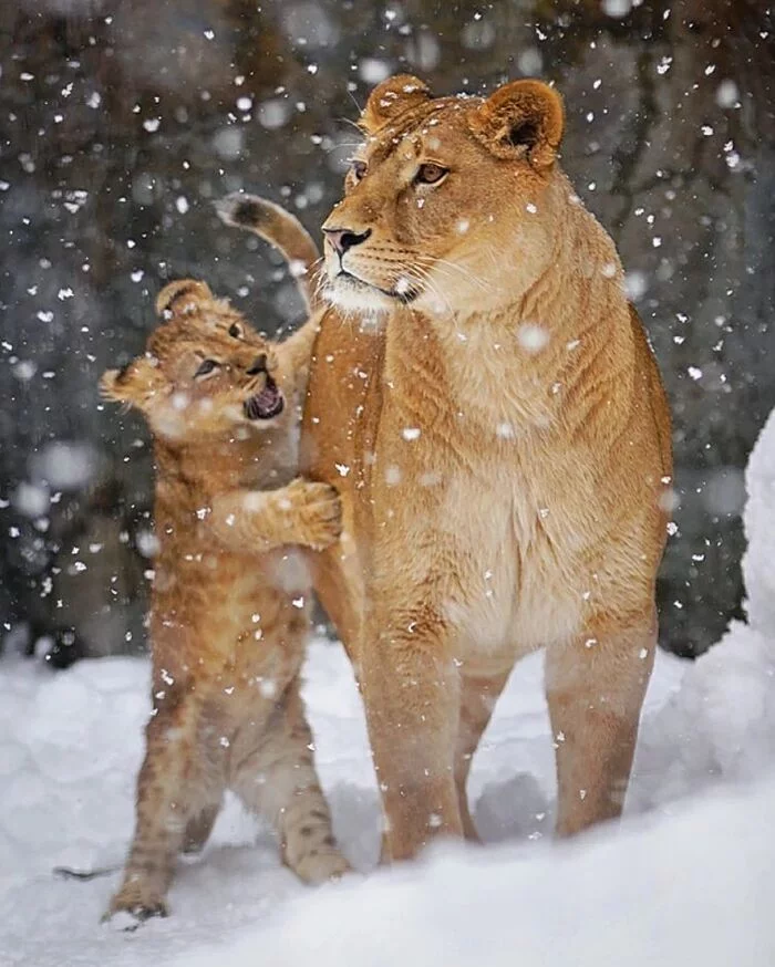 Ma, it's cold, let's go to Africa - Lion cubs, Lioness, a lion, Rare view, Big cats, Predatory animals, Mammals, Animals, Wild animals, Zoo, The photo, Snow