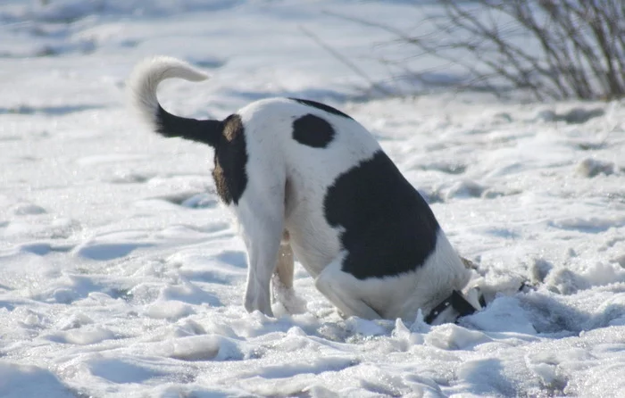 Dog and stick - My, Mood, Good mood, Portrait, Joy, Siberia, Walk, Dog, Winter, Snow, Longpost