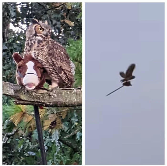 Are they playing Cossack robbers? - Owl, Robber Cossacks, Humor, wildlife, Birds