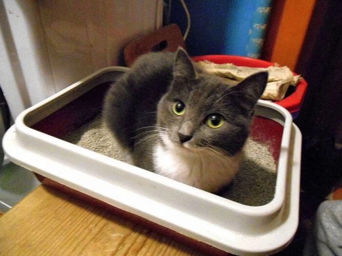 ... And not only a toilet, but also just to sit ... - My, cat, Tray, Application, The photo