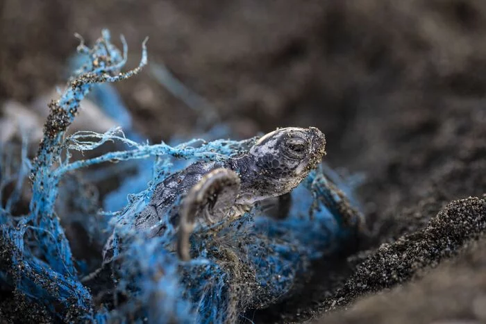 10 Amazing Shots of Nature in Crisis - and the Fight to Save It / 4. Turtle Confused - Biology, Informative, Scientists, Research, The science, Ocean, Plastic, Ecology, Around the world, Marine life