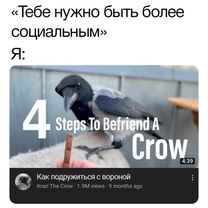 Social life - Humor, Picture with text, Memes, Crow, friendship