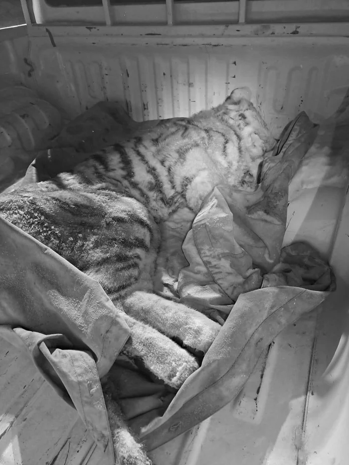 In the Khabarovsk Territory found the corpse of a tiger cub - Amur tiger, Tiger cubs, Negative, Khabarovsk region, Dead body, Big cats, wildlife, Sad end, Cat family, Predatory animals, Tiger, Wild animals