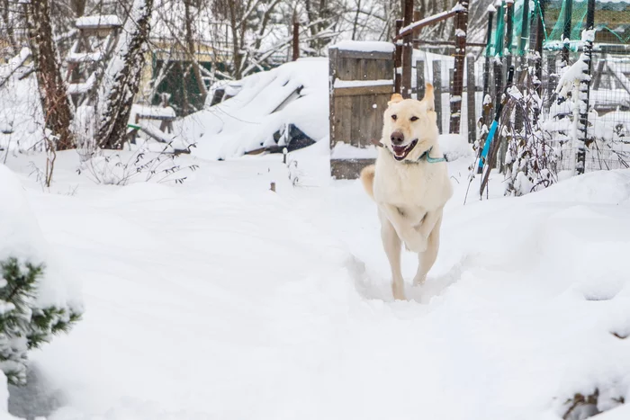Dogs, dogs, dogs! Do you like doggy?))) - My, Dog, Snow, Walk, Winter, Longpost