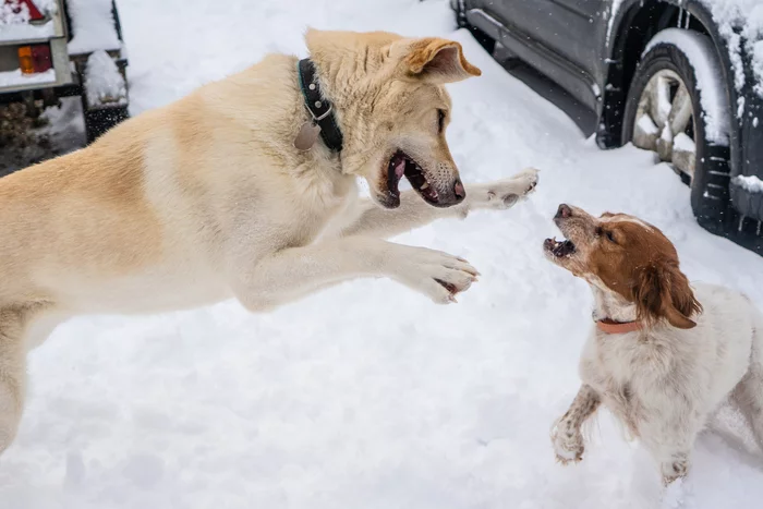 Dogs, dogs, dogs! Do you like doggy?))) - My, Dog, Snow, Walk, Winter, Longpost
