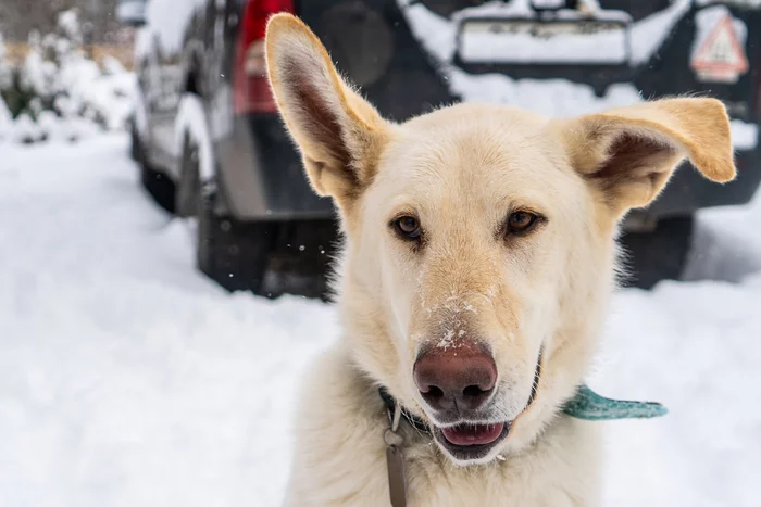 Dogs, dogs, dogs! Do you like doggy?))) - My, Dog, Snow, Walk, Winter, Longpost