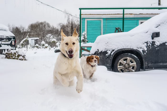 Dogs, dogs, dogs! Do you like doggy?))) - My, Dog, Snow, Walk, Winter, Longpost