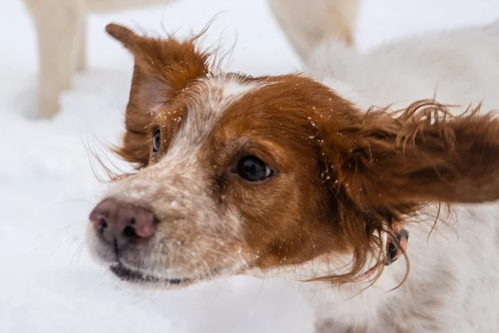 Dogs, dogs, dogs! Do you like doggy?))) - My, Dog, Snow, Walk, Winter, Longpost