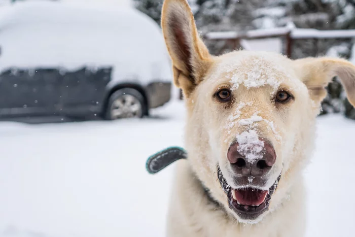 Dogs, dogs, dogs! Do you like doggy?))) - My, Dog, Snow, Walk, Winter, Longpost
