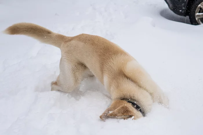 Dogs, dogs, dogs! Do you like doggy?))) - My, Dog, Snow, Walk, Winter, Longpost