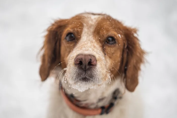 Dogs, dogs, dogs! Do you like doggy?))) - My, Dog, Snow, Walk, Winter, Longpost