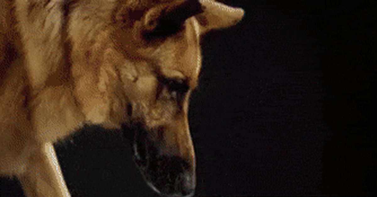 Nikisupostat Dog Pit