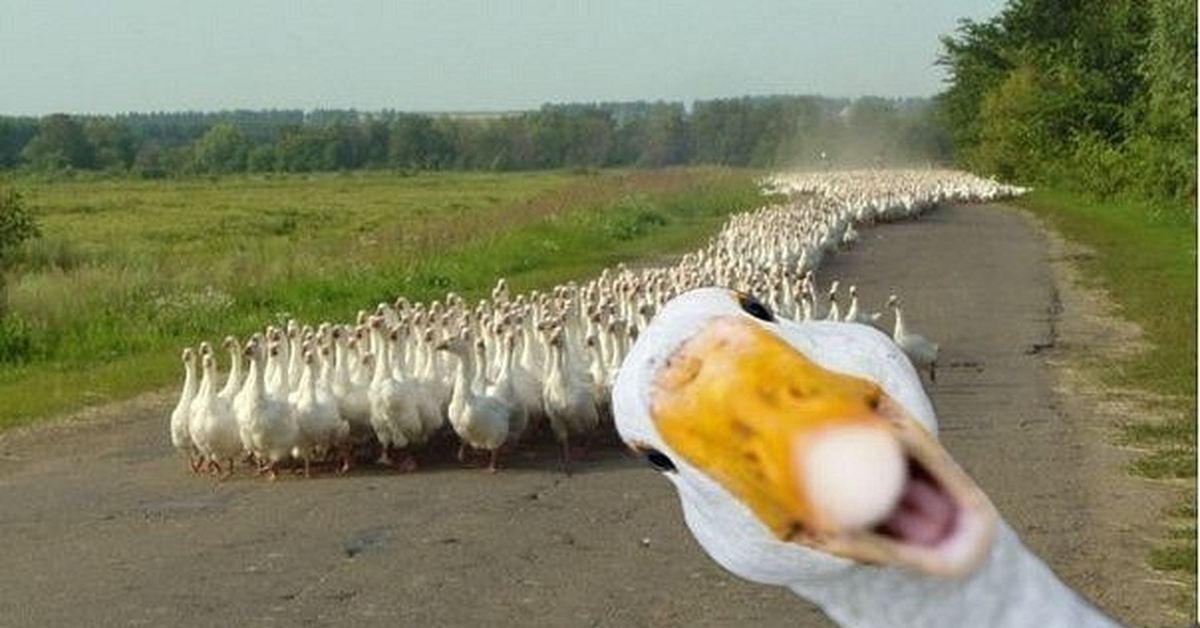 Гусь сзади
