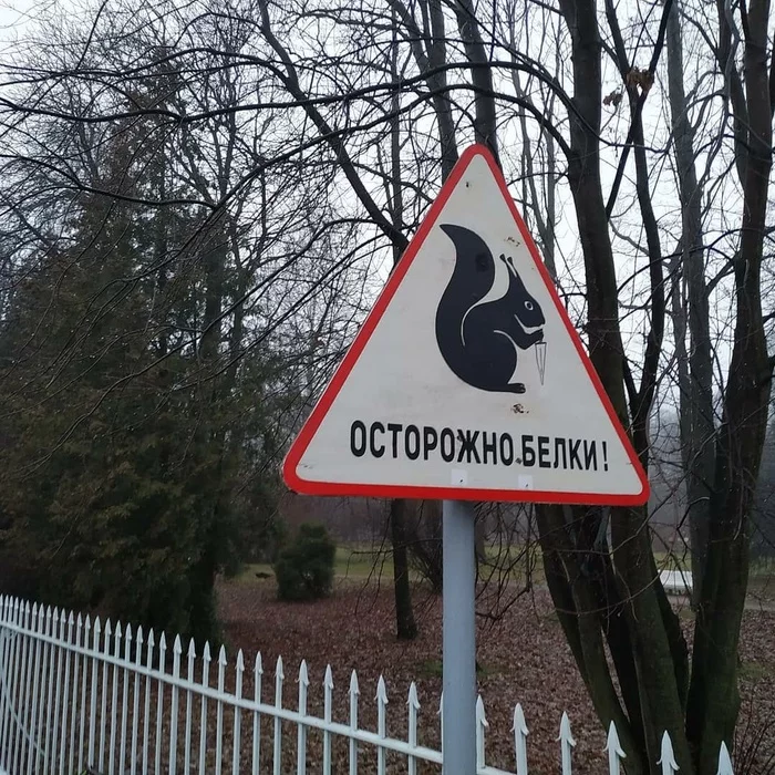 Squirrel - My, Squirrel, Road sign