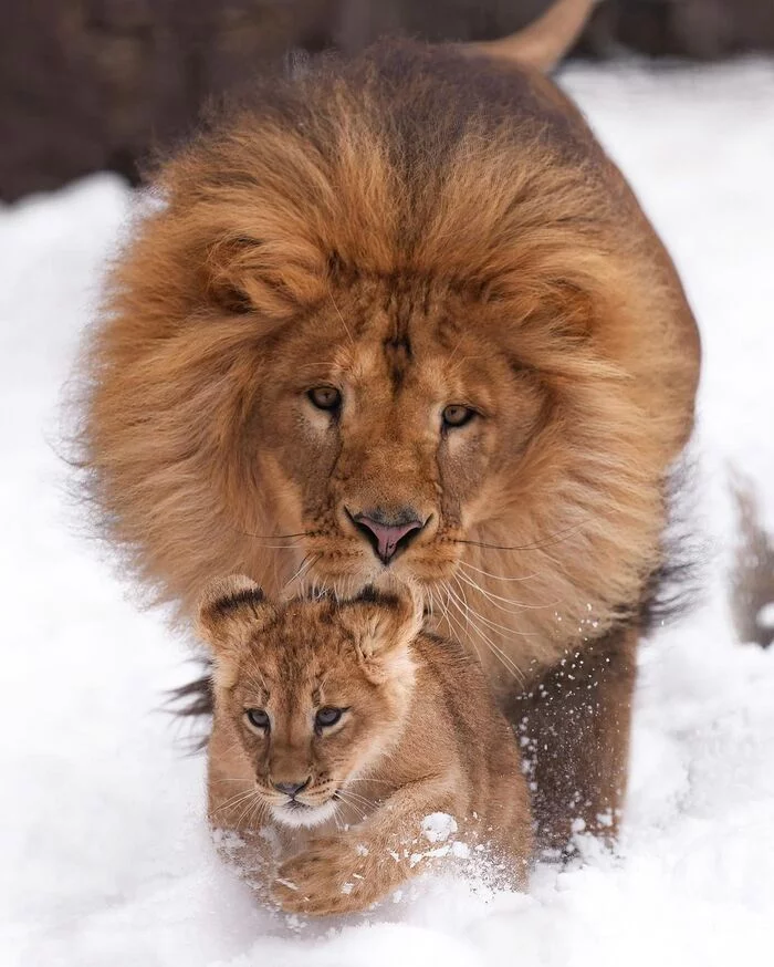 First ever snow - Lion cubs, a lion, Rare view, Big cats, Predatory animals, Mammals, Animals, Wild animals, Zoo, The photo, Snow