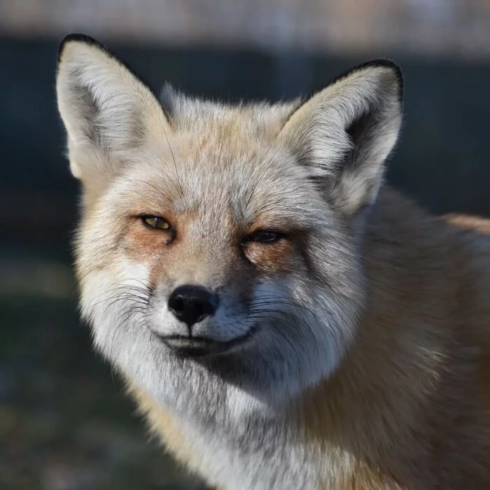 New channel with foxes in telegram - Fox, Fox cubs, Canines, Wild animals, Predatory animals, Mammals, wildlife