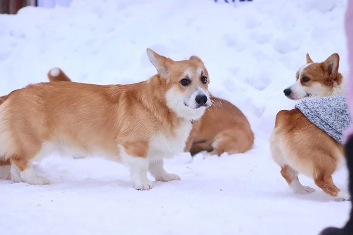 Am I not the only good boy? - My, Corgi, Dog, Friend, Walk, Winter, Sadness