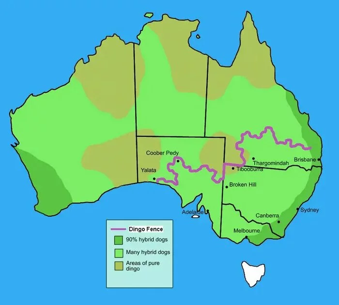 This is what a dingo population looks like - Crossposting, Pikabu publish bot, Australia, Cards, Dingo