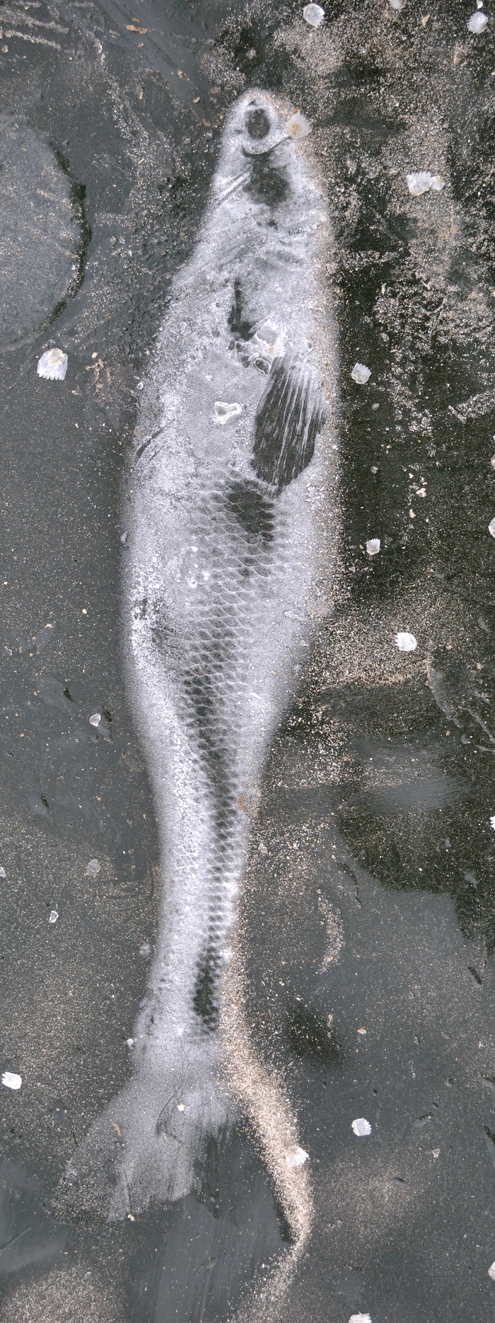 Зимняя рыбалка на драге | Пикабу