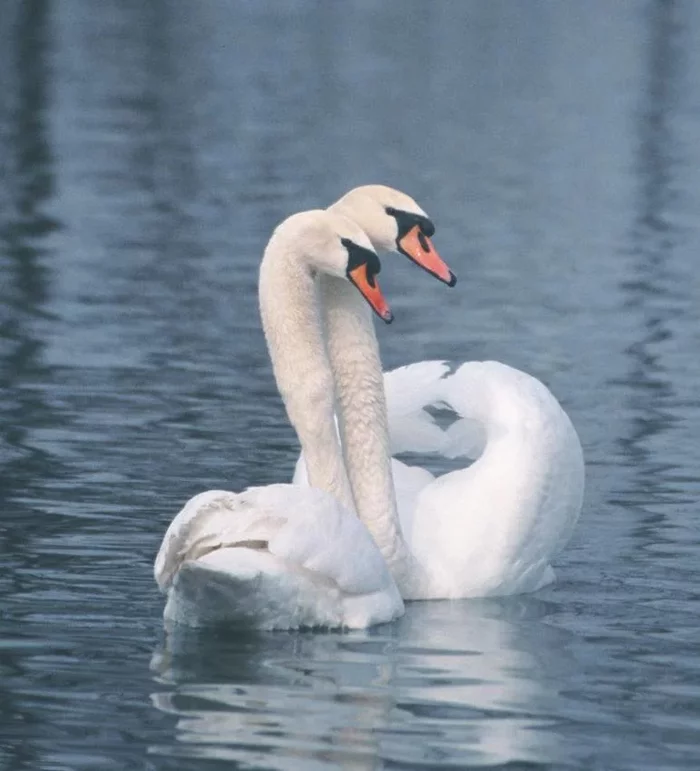 Swan fidelity - myth or reality? - My, Swans, Birds, Myths, Nature, Animals, Nauchpop, Longpost