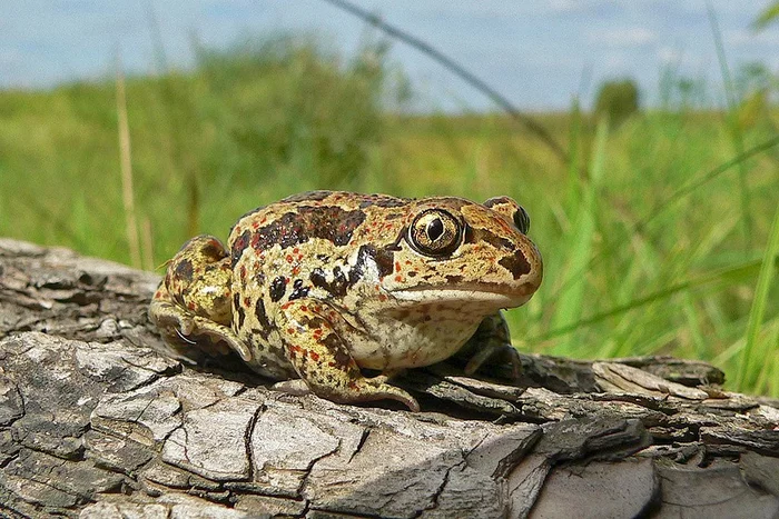 Amphibian with garlic flavor - My, spadeweed, Amphibian, Herpetology, Nauchpop, Nature, Longpost