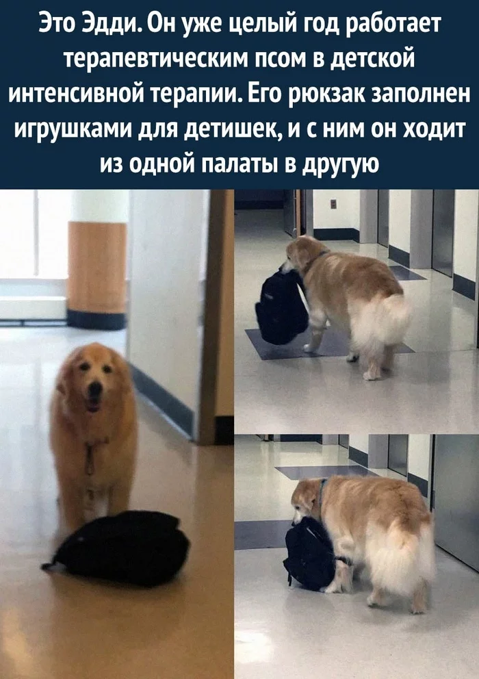 hard worker - Picture with text, Dog, Milota, Work, Canistherapy