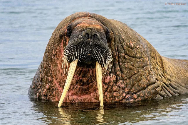 Walrus horseradish - where did it come from? - My, Walruses, Bakulum, Tusk, Animals, Informative, Facts, Longpost