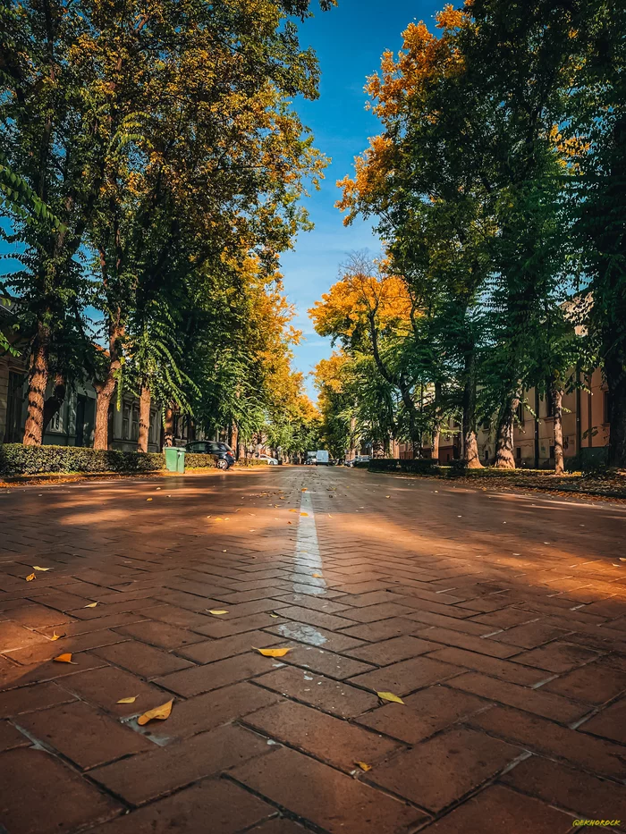 cobbled street - My, The street, Paving, Tree, Autumn, Town, Subotica, The photo, Mobile photography