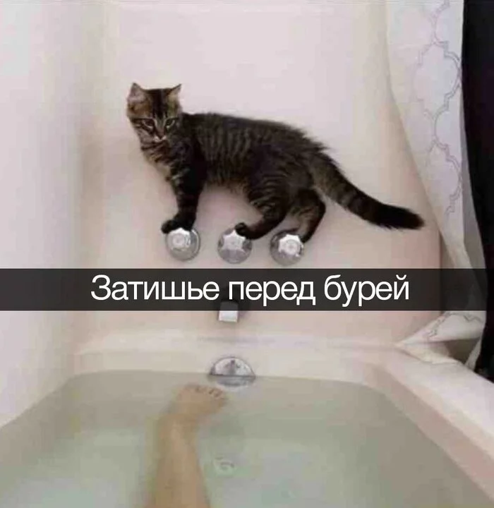 Storm, the storm is coming! - cat, Picture with text, Repeat