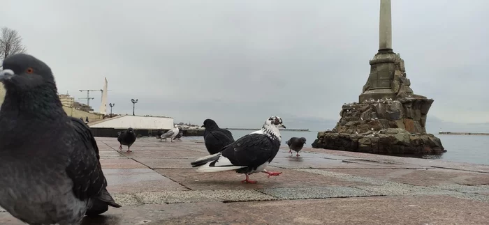 Album's cover - My, Sevastopol, The photo, Sea, Black Sea, December, 2022