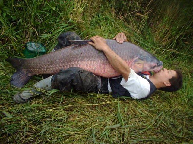 The story of the carp - NSFW, Fishing, Blood, A wave of posts, Repeat, Mat, Longpost