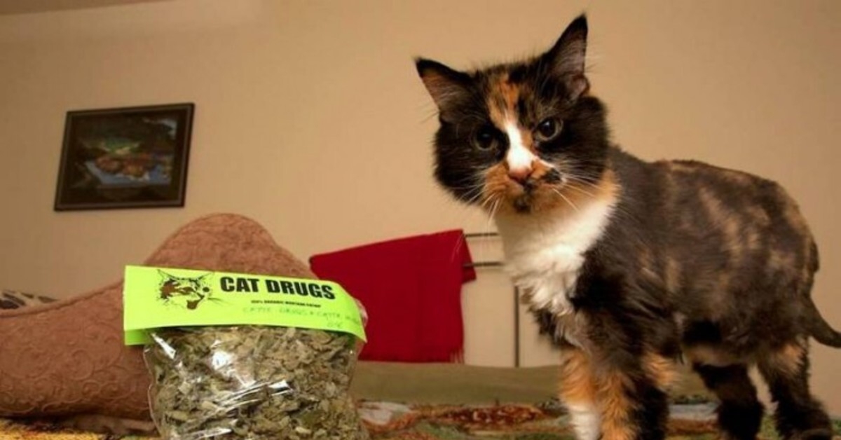 These your cats. Здоровый кот. Кот наркот. Коты реалы. Кошка фишка.