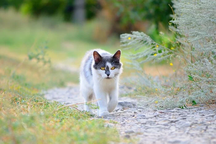 Summer walks - My, cat, The photo