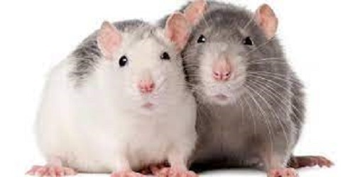 Man's friend is a domestic rat - Longpost, Rodents, Decorative rats, Rat, My
