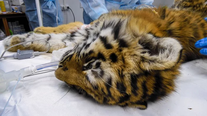 Tragedy in the Jewish Autonomous Region - Amur tiger, Tiger cubs, Jewish Autonomous Region, Negative, Animal Rescue, Big cats, Cat family, Predatory animals, Wild animals, wildlife, Find, Tiger Center, Rehabilitation centers, Helping animals, Tiger, Primorsky Krai, Video, Vertical video, Longpost, Youtube, Soundless