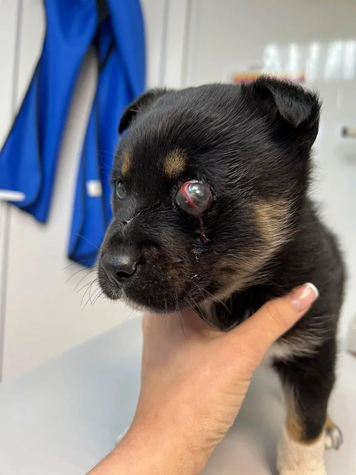 Rescue of a puppy abandoned in the forest - Helping animals, Animal Rescue, Homeless animals, Volunteering, Shelter, Animals, Longpost