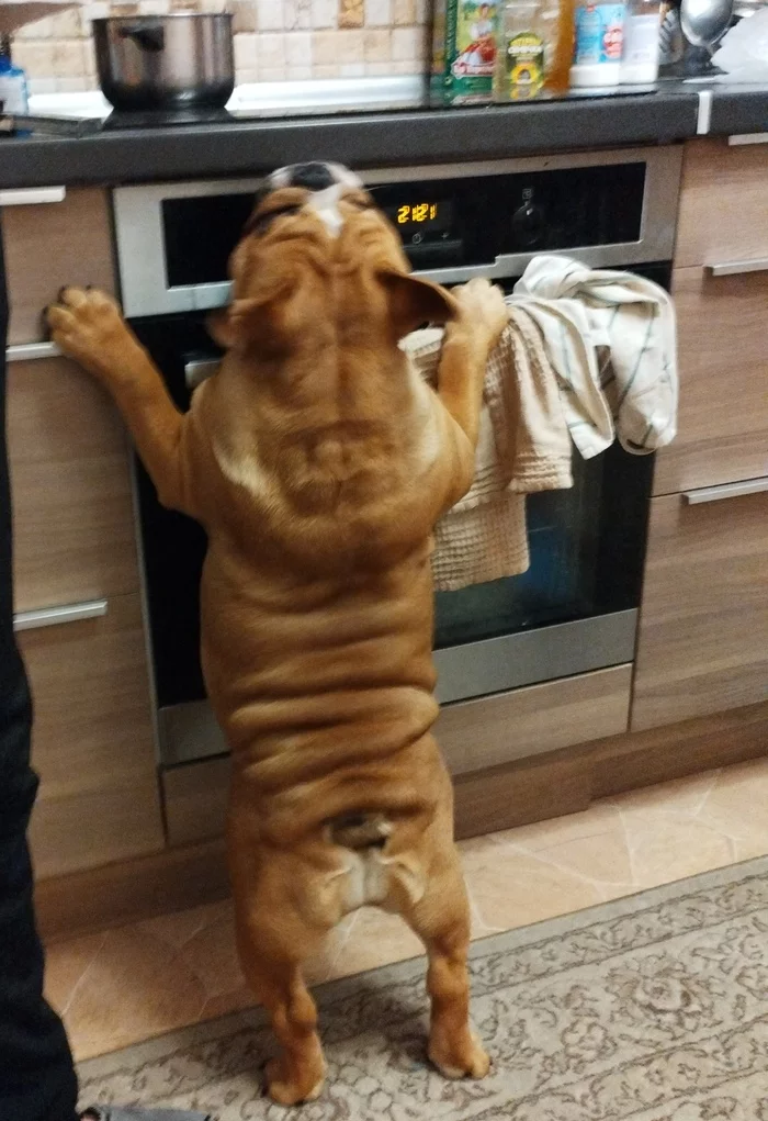 And what's for dinner, master? - My, Bulldog, English bulldog, Dog, The photo