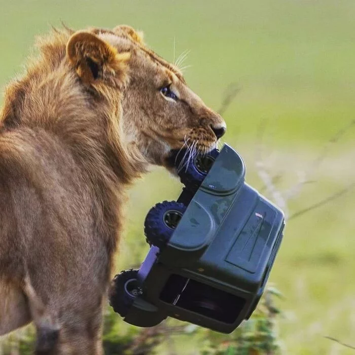 Have you prepared gifts for children? - Lioness, a lion, Rare view, Big cats, Predatory animals, Mammals, Animals, Wild animals, wildlife, Reserves and sanctuaries, Masai Mara, Africa, The photo, Digital Camera, Dslr