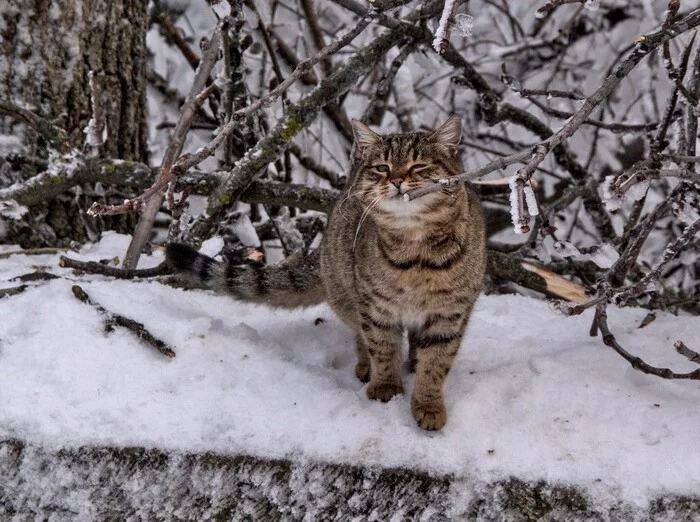 Зимний кот - Моё, Кот, Парк, Canon, Фотограф, Прогулка по городу