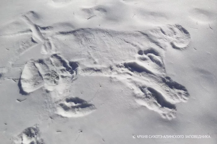 tiger bed - Amur tiger, prone, Sikhote-Alin Reserve, The photo, Tiger, Big cats, wildlife, Wild animals, Cat family, Predatory animals, Snow, Imprint, Winter