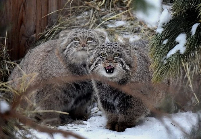 Reply to Autumn Color - Small cats, Cat family, Pallas' cat, Pet the cat, Predatory animals, Reply to post