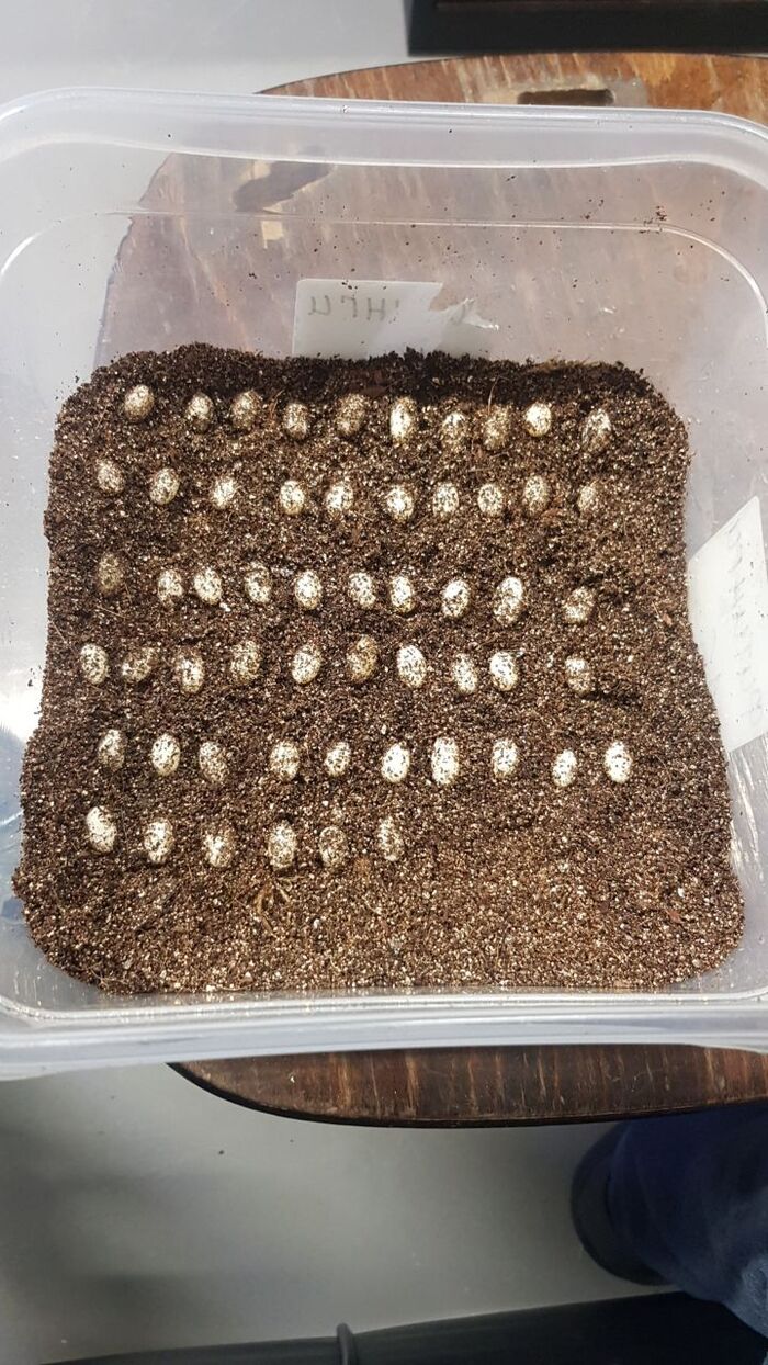 Новые заботы аквариумной мастерской