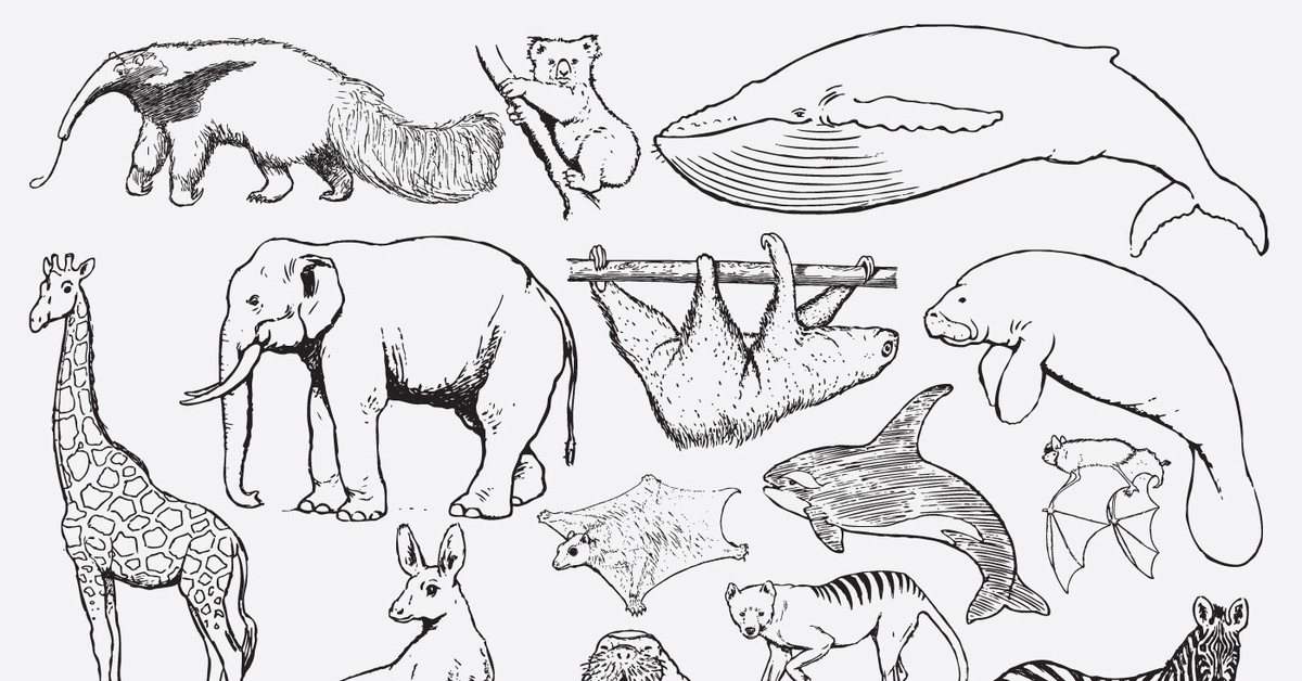 Животные группами раскраски. Млекопитающие рисунок. Млекопитающие раскраска. Раскраска млекопитающие животные. Зарисовка разных животных.