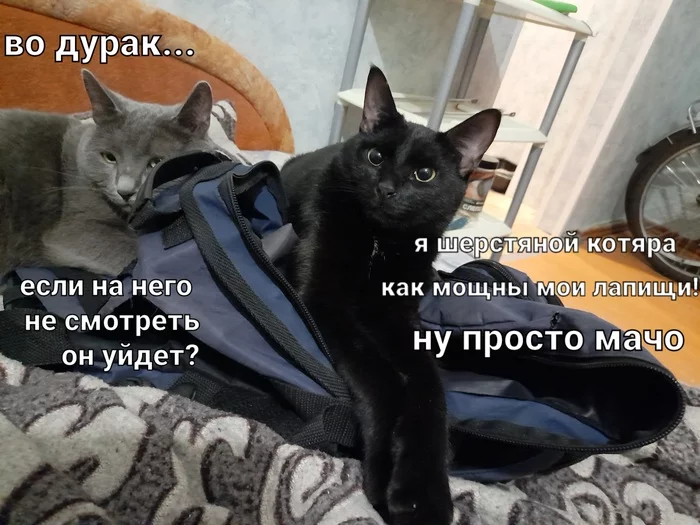 My favorite cats - cat, Cat lovers, Small cats, Russian blue, Black cat, The photo, Picture with text