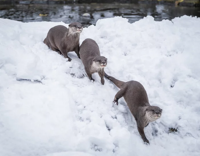 Otters enjoy the snow at London Zoo - Otter, Snow, Unstoppable fun, London, Zoo, The photo, England, Wild animals, Around the world