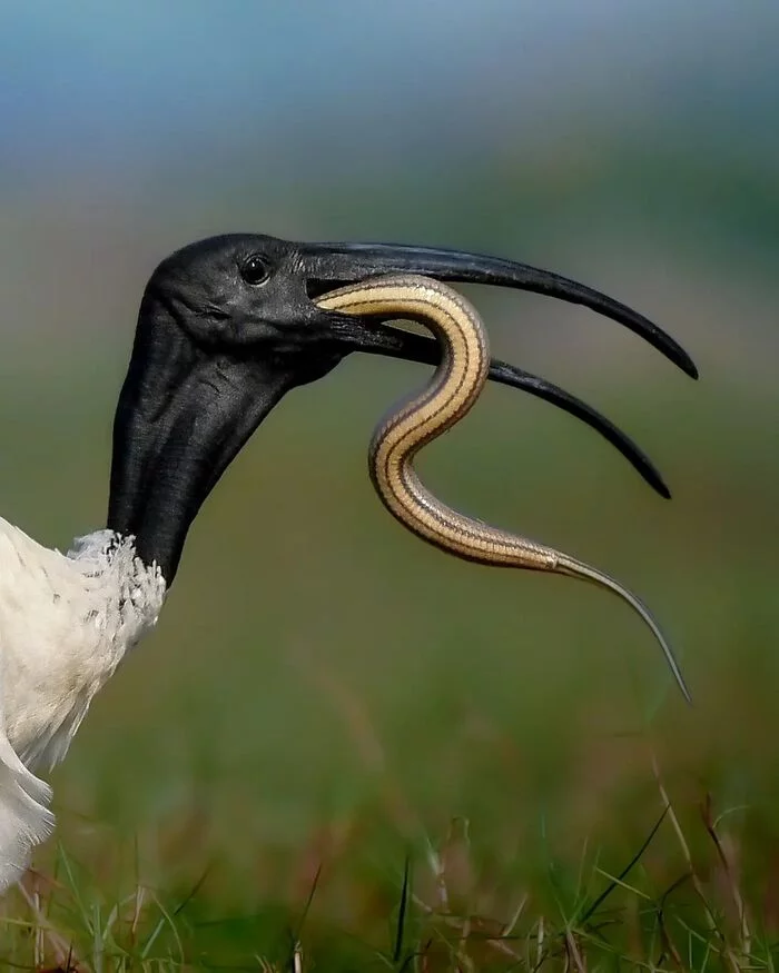 Black-headed ibis having lunch - Ibis, Birds, Animals, Wild animals, wildlife, The photo, Mining, Snake